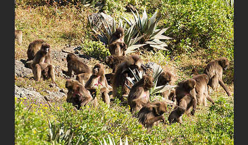 Blutbrustpavian (Theropithecus gelada)