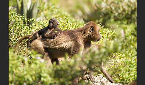 Blutbrustpavian (Theropithecus gelada)