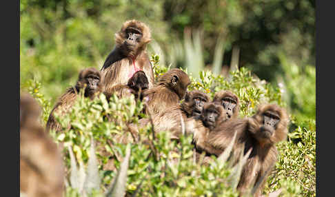 Blutbrustpavian (Theropithecus gelada)