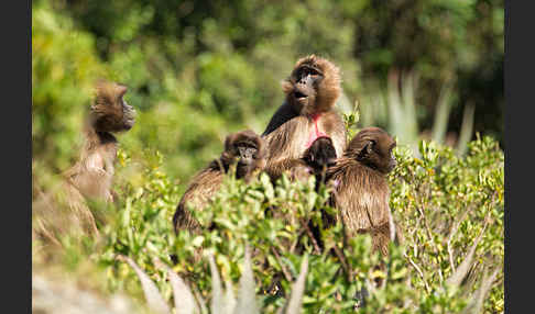 Blutbrustpavian (Theropithecus gelada)