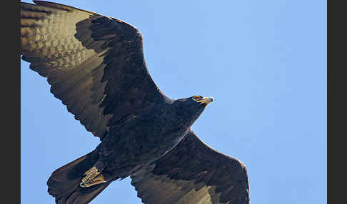 Kaffernadler (Aquila verreauxii)