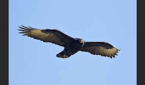 Kaffernadler (Aquila verreauxii)