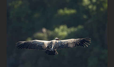 Sperbergeier sspec. (Gyps rüppellii erlangeri)