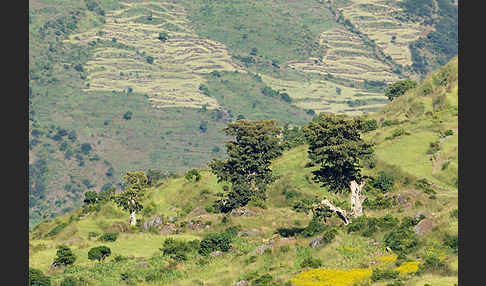 Aethiopien (Ethiopia)