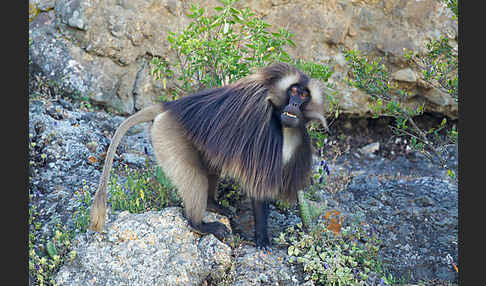 Blutbrustpavian (Theropithecus gelada)