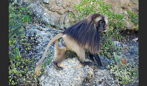 Blutbrustpavian (Theropithecus gelada)