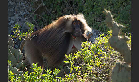 Blutbrustpavian (Theropithecus gelada)