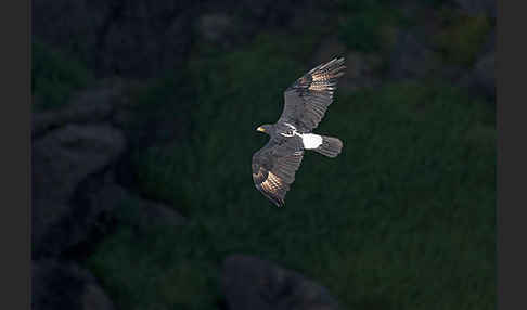 Kaffernadler (Aquila verreauxii)