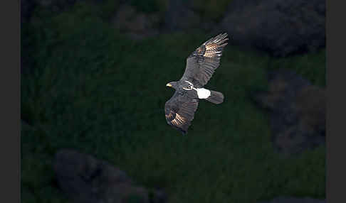 Kaffernadler (Aquila verreauxii)