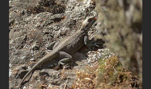 Siedleragame (Agama agama)