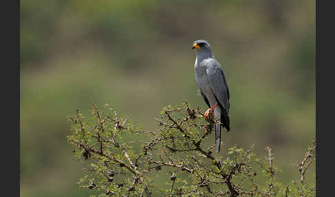 Weißbürzel-Singhabicht (Melierax poliopterus)