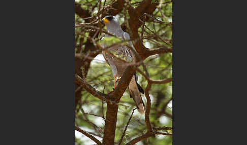 Weißbürzel-Singhabicht (Melierax poliopterus)