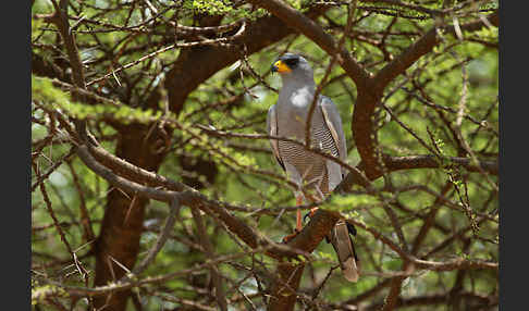 Weißbürzel-Singhabicht (Melierax poliopterus)