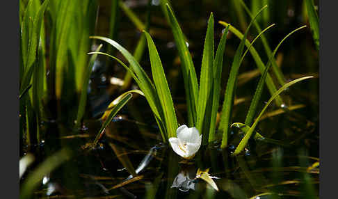 Krebsschere (Stratiotes aloides)