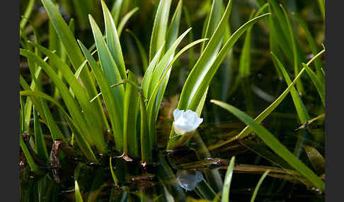 Krebsschere (Stratiotes aloides)