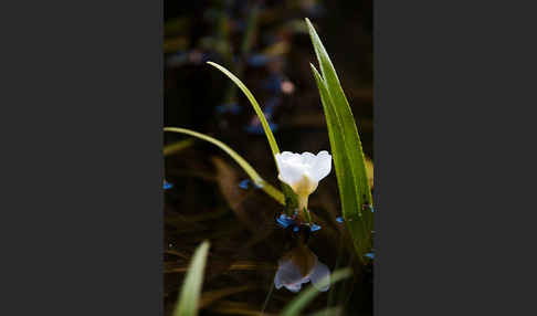 Krebsschere (Stratiotes aloides)