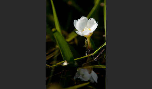 Krebsschere (Stratiotes aloides)