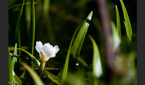 Krebsschere (Stratiotes aloides)