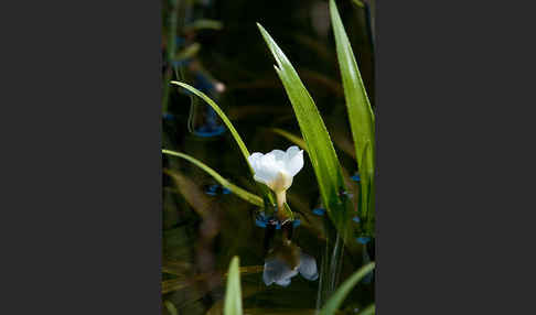 Krebsschere (Stratiotes aloides)