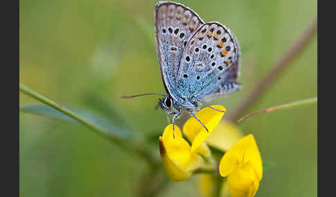 Argus-Bläuling (Plebeius argus)