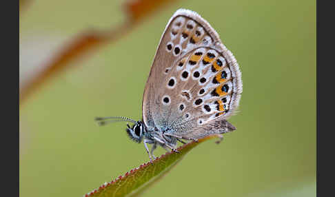 Argus-Bläuling (Plebeius argus)