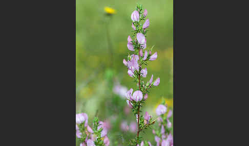 Dornige Hauhechel (Ononis spinosa)