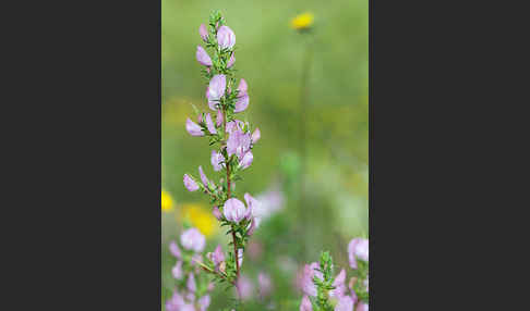 Dornige Hauhechel (Ononis spinosa)