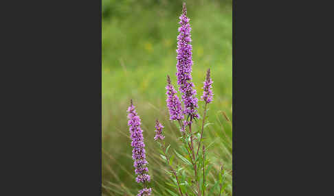 Blut-Weiderich (Lythrum salicaria)