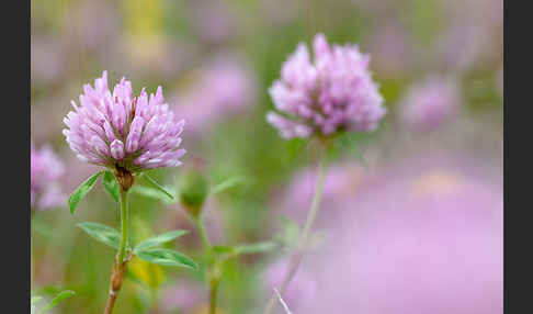 Mittlerer Klee (Trifolium medium)