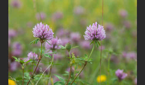 Mittlerer Klee (Trifolium medium)