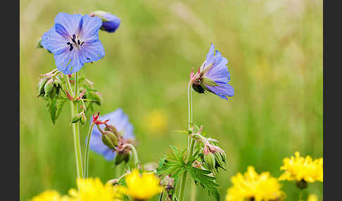 Wiesen-Storchschnabel (Geranium pratense)