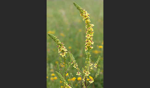 Königskerze (Verbascum spec.)