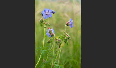 Wiesen-Storchschnabel (Geranium pratense)