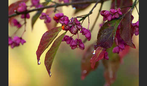 Europäisches Pfaffenhütchen (Euonymus europaea)