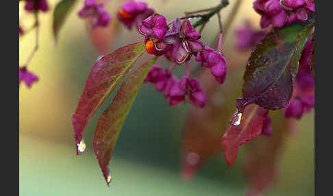 Europäisches Pfaffenhütchen (Euonymus europaea)