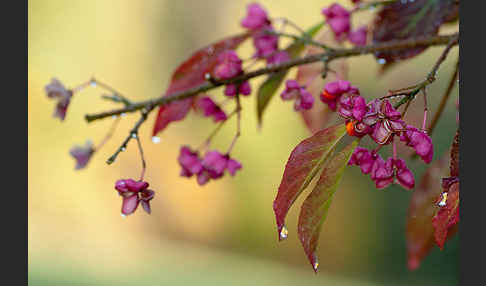 Europäisches Pfaffenhütchen (Euonymus europaea)