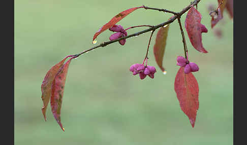 Europäisches Pfaffenhütchen (Euonymus europaea)