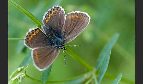 Argus-Bläuling (Plebeius argus)