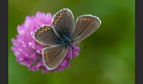 Argus-Bläuling (Plebeius argus)