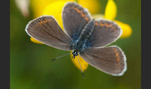 Argus-Bläuling (Plebeius argus)