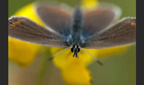 Argus-Bläuling (Plebeius argus)