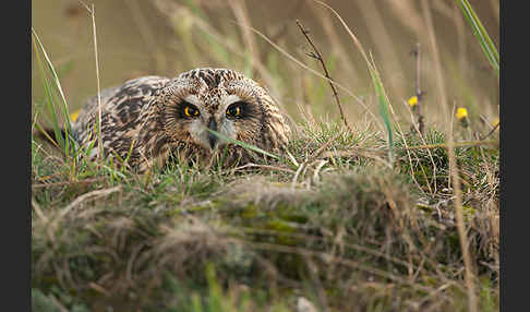 Sumpfohreule (Asio flammeus)