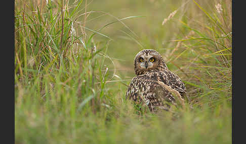 Sumpfohreule (Asio flammeus)