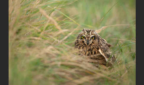 Sumpfohreule (Asio flammeus)