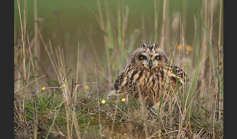 Sumpfohreule (Asio flammeus)