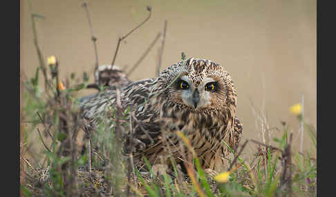 Sumpfohreule (Asio flammeus)