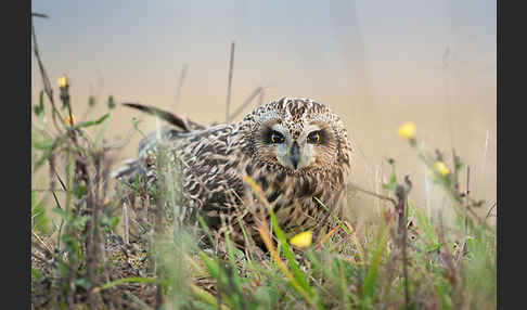 Sumpfohreule (Asio flammeus)