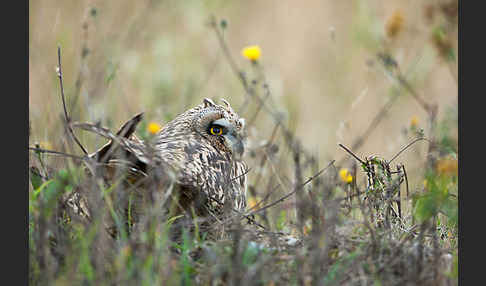 Sumpfohreule (Asio flammeus)