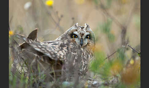 Sumpfohreule (Asio flammeus)