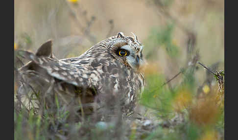 Sumpfohreule (Asio flammeus)